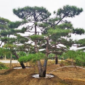 造型油松
