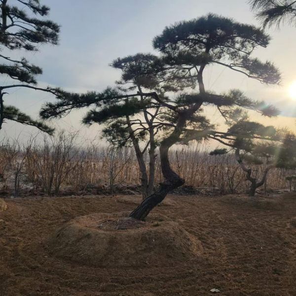 造型油松