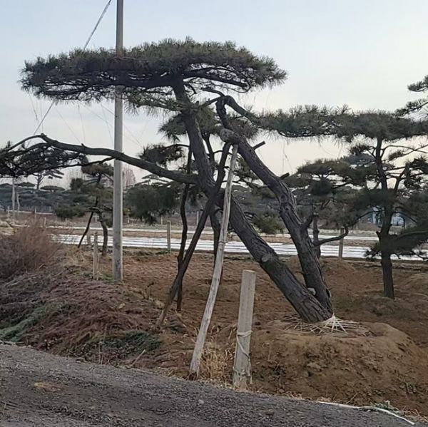 造型油松