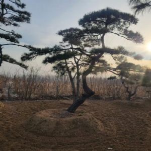 造型油松