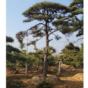 造型油松